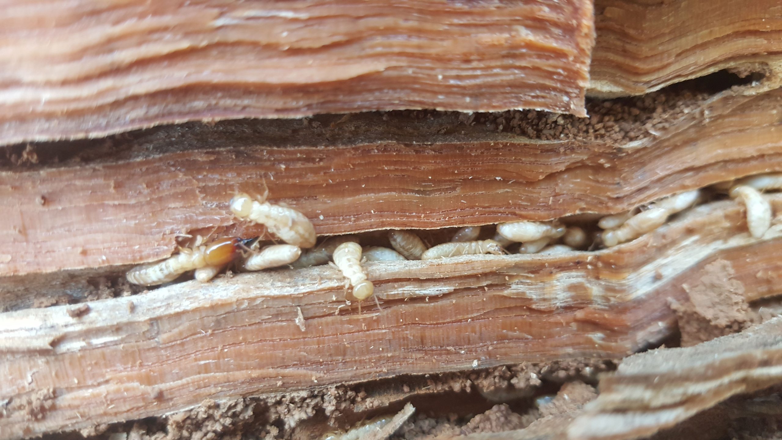 termites found in building inspection